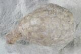 Cystoid Fossil (Holocystites) on Rock - Indiana #85694-2
